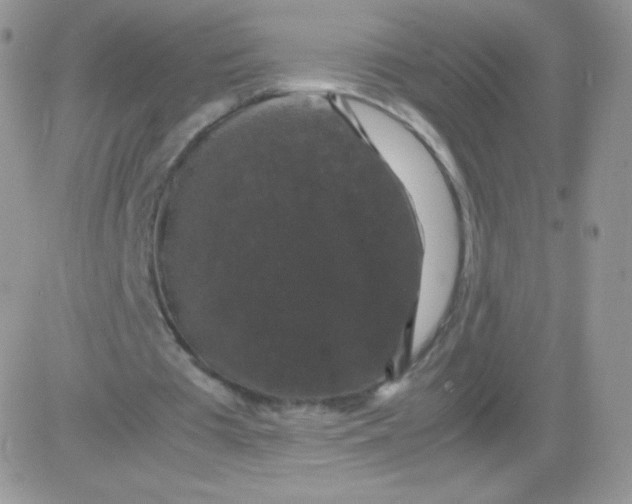 X0000081390385200701252110