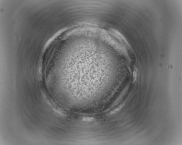 X0000081390388200701252109