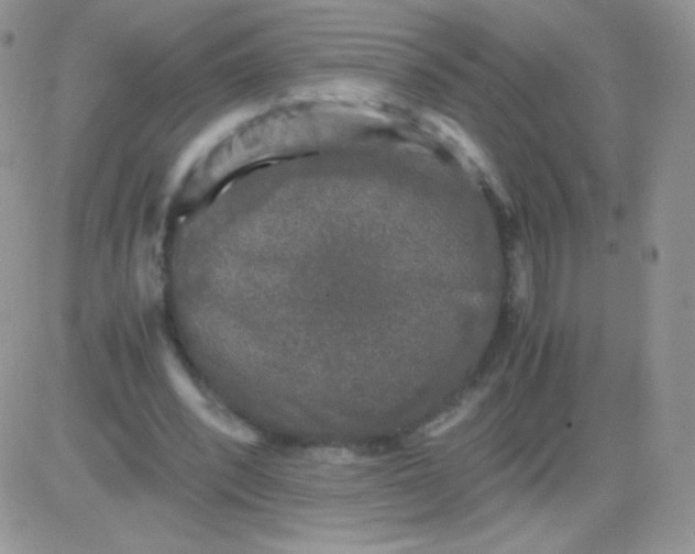 X0000081390392200701252109