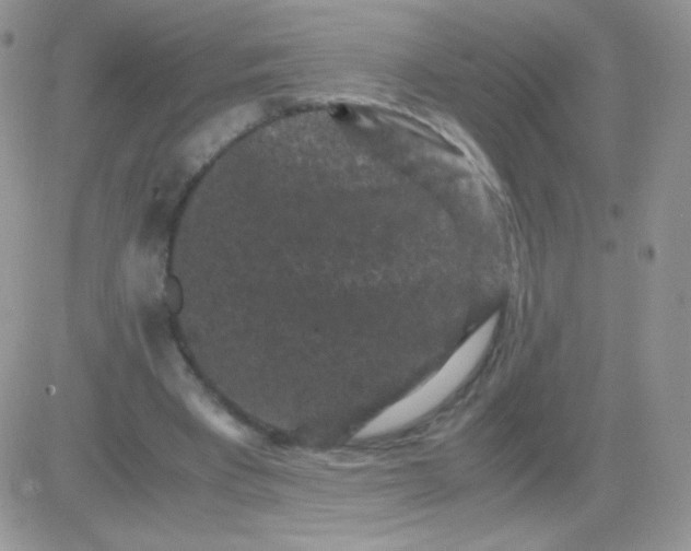 X0000081390393200701252109