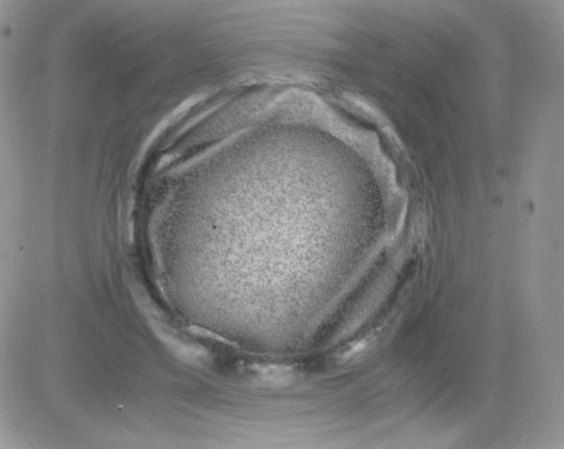 X0000081390395200701252109