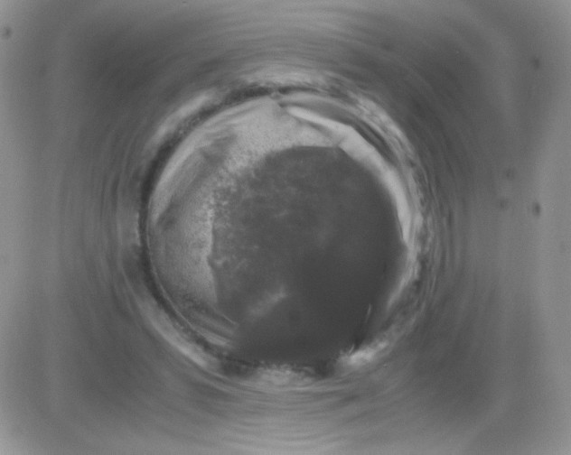 X0000081390399200701252109