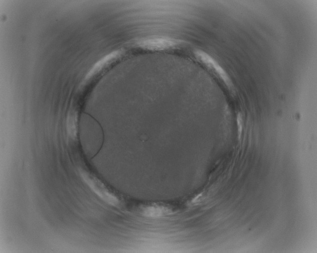 X0000081390400200701252109