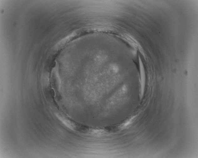 X0000081390401200701252109