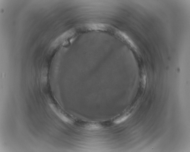 X0000081390402200701252109