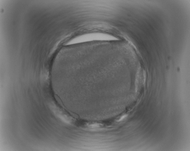 X0000081390407200701252109