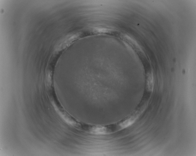 X0000081390410200701252109