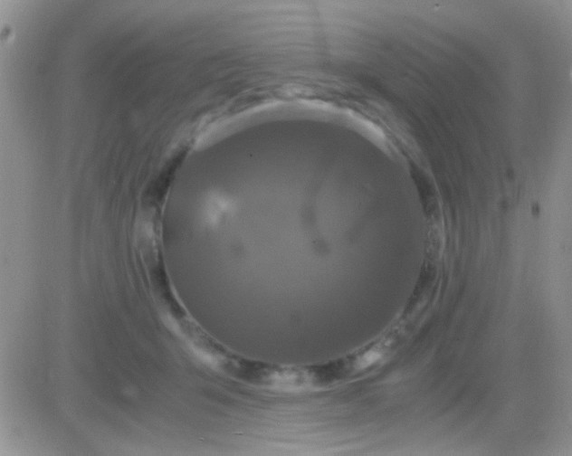 X0000081390415200701252109