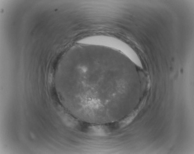 X0000081390417200701252109