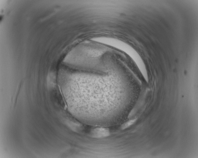 X0000081390421200701252109