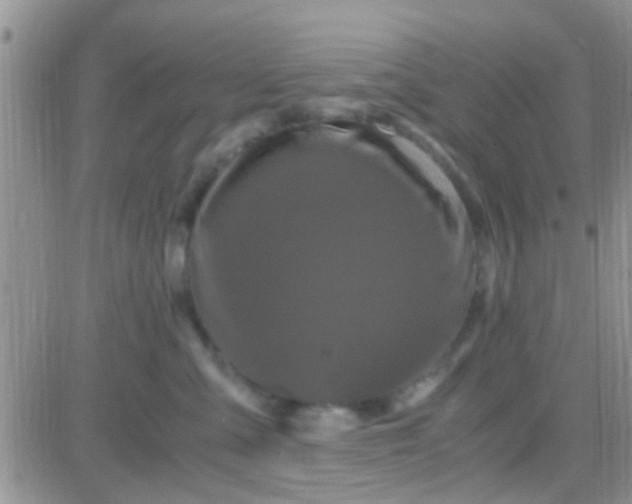 X0000081390427200701252109