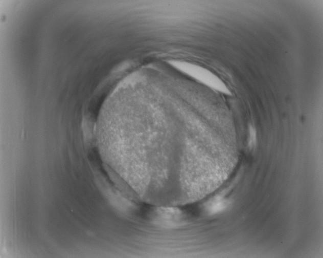 X0000081390429200701252109