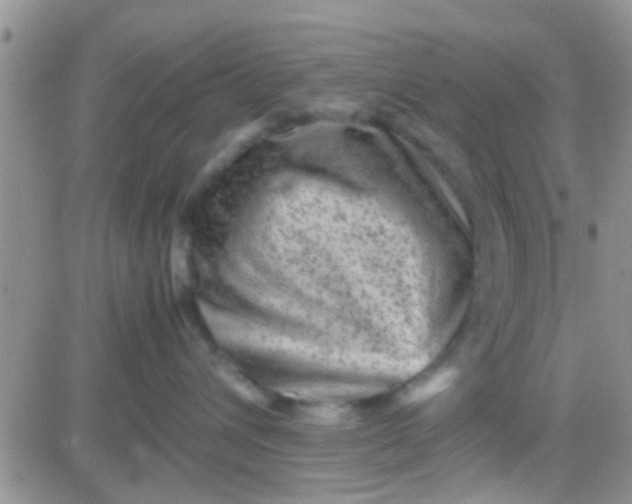 X0000081390432200701252109