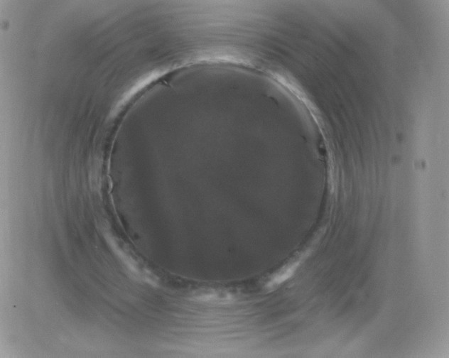 X0000081390434200701252108