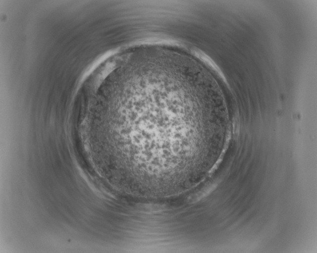 X0000081390436200701252108