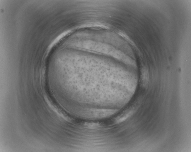 X0000081390440200701252108