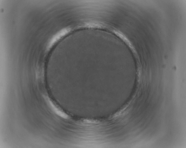 X0000081390442200701252108