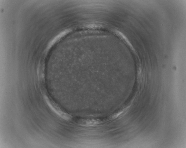 X0000081390443200701252108