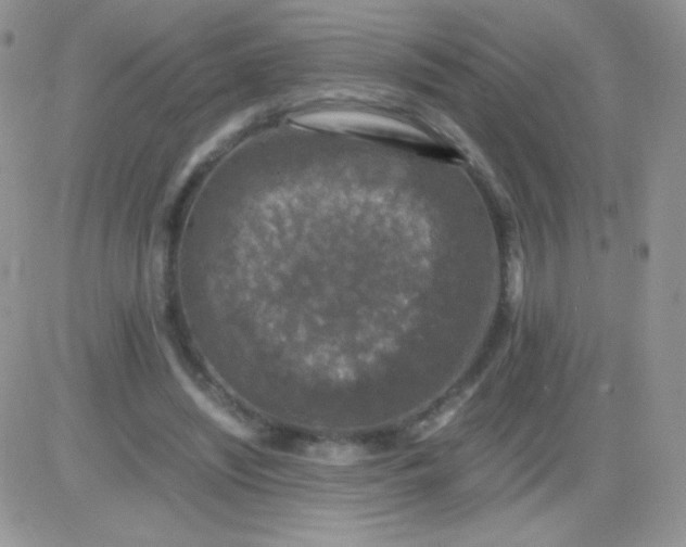 X0000081390444200701252108