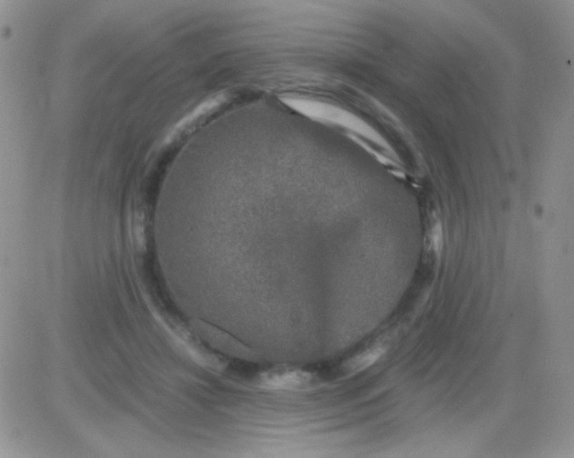 X0000081390452200701252108