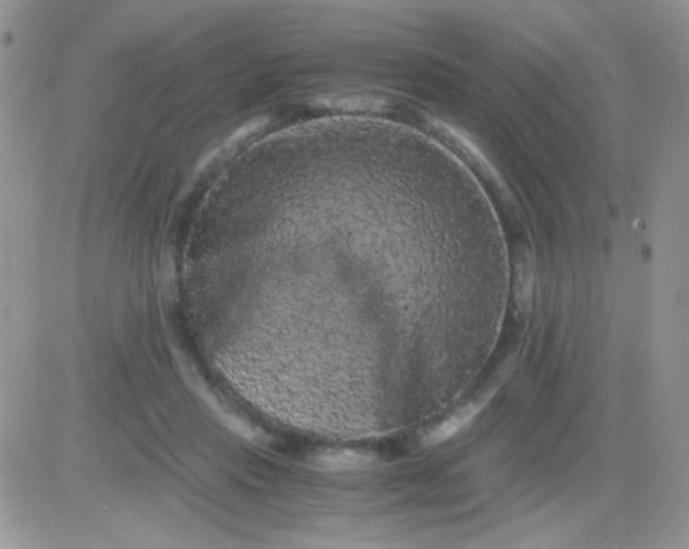 X0000081390453200701252108