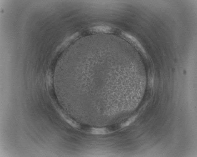 X0000081390457200701252108