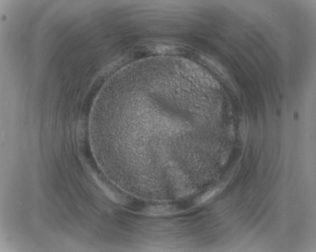 X0000081390461200701252108