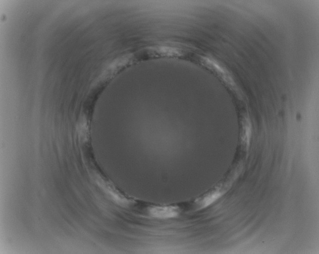 X0000081390465200701252109