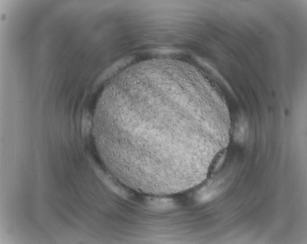 X0000081390476200701252109