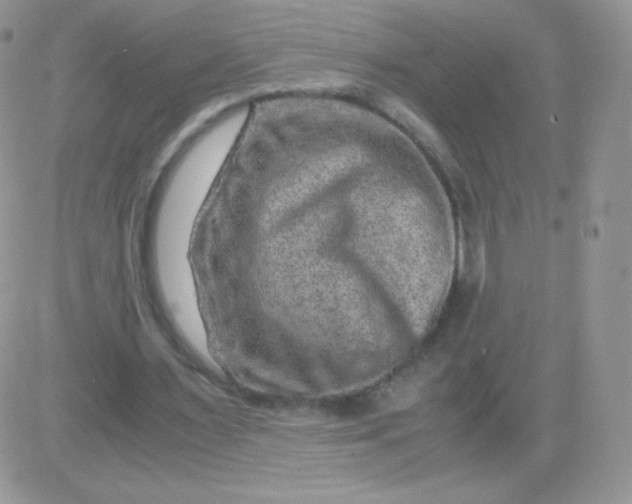 X0000081390483200701252108