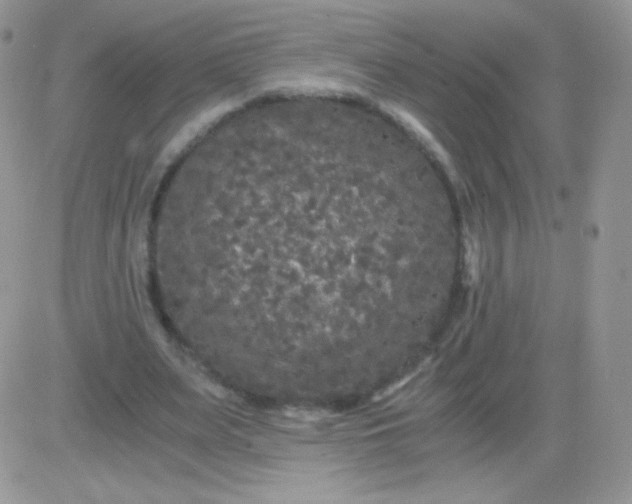 X0000081390487200701252108