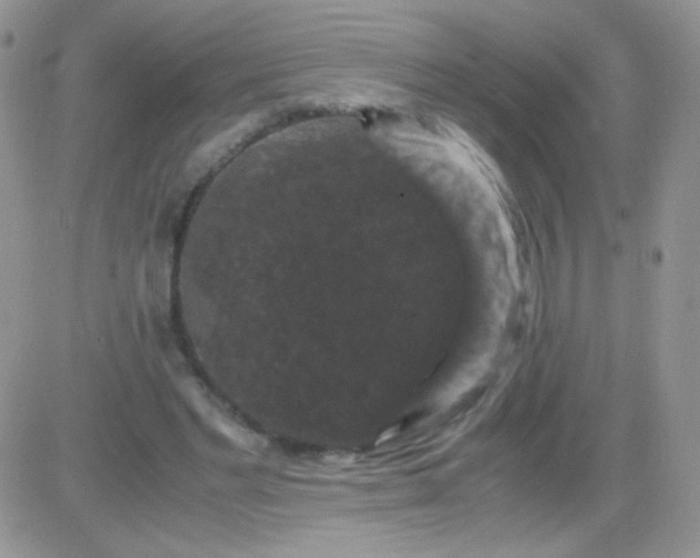 X0000081390493200701252108