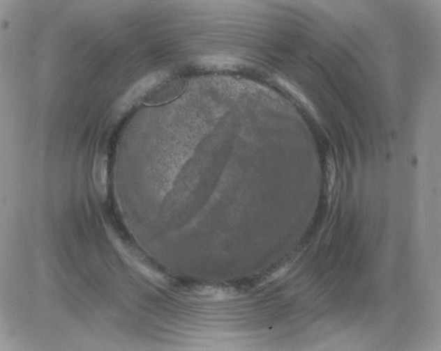 X0000081390494200701252108