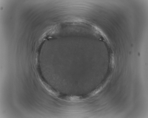 X0000081390501200701252108