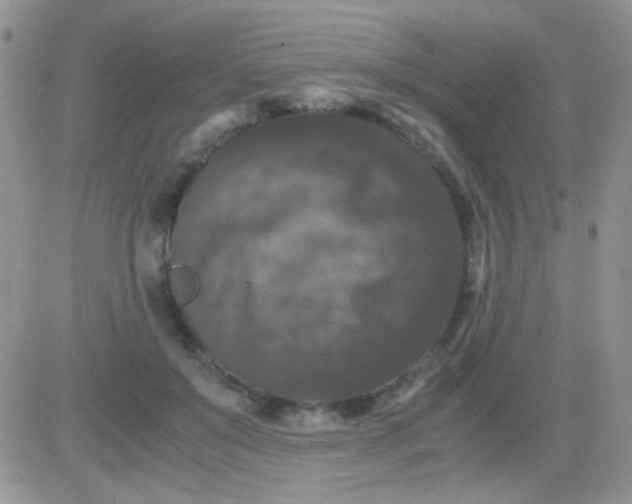 X0000081390503200701252108