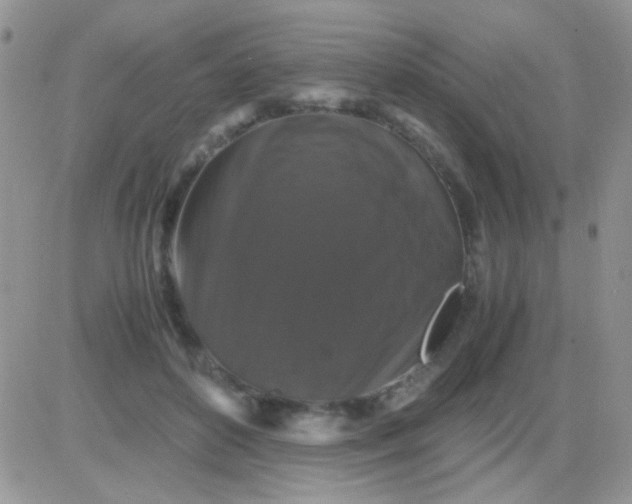 X0000081390504200701252108