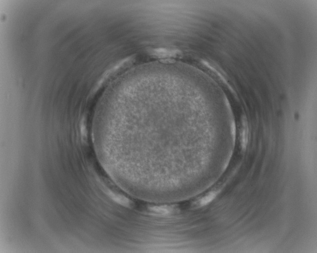 X0000081390516200701252107