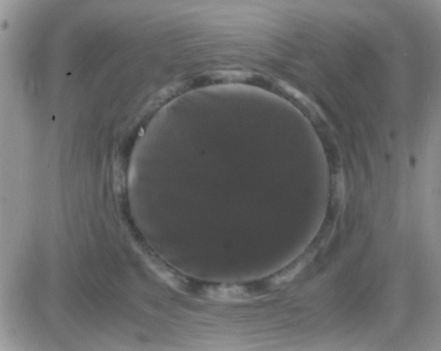 X0000081390517200701252107