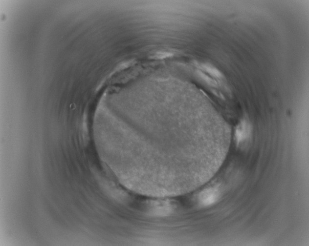 X0000081390524200701252107