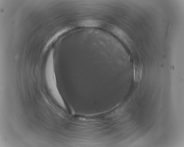 X0000081390531200701252106