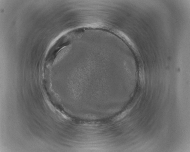 X0000081390532200701252106