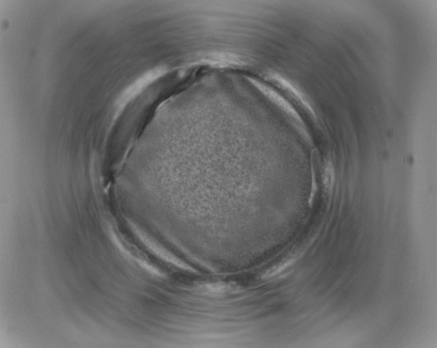 X0000081390540200701252107