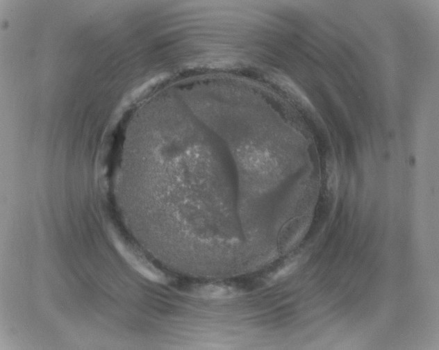 X0000081390542200701252107