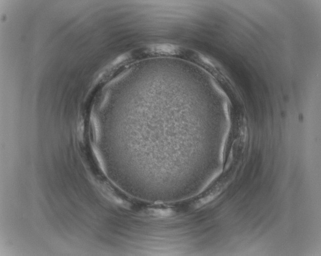 X0000081390552200701252107