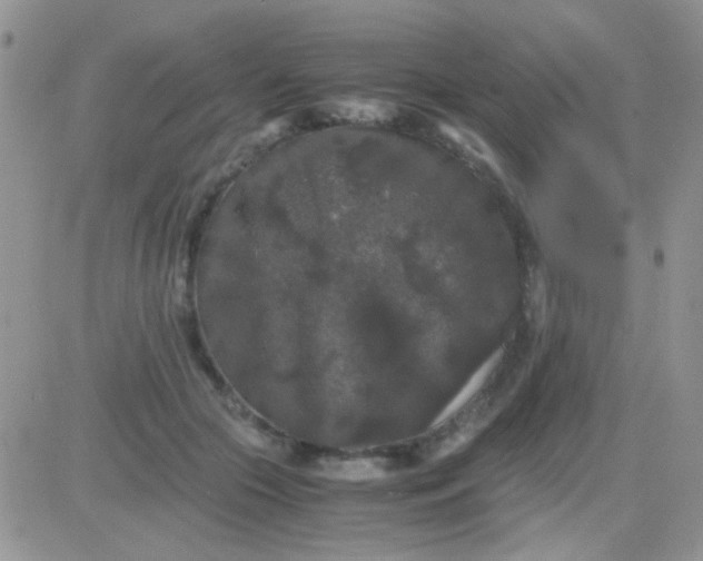 X0000081390553200701252107