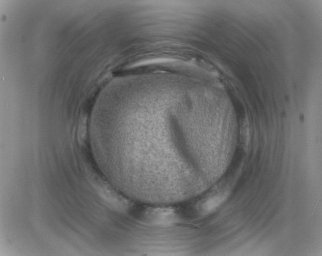 X0000081390554200701252107