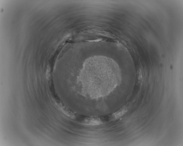 X0000081390559200701252107