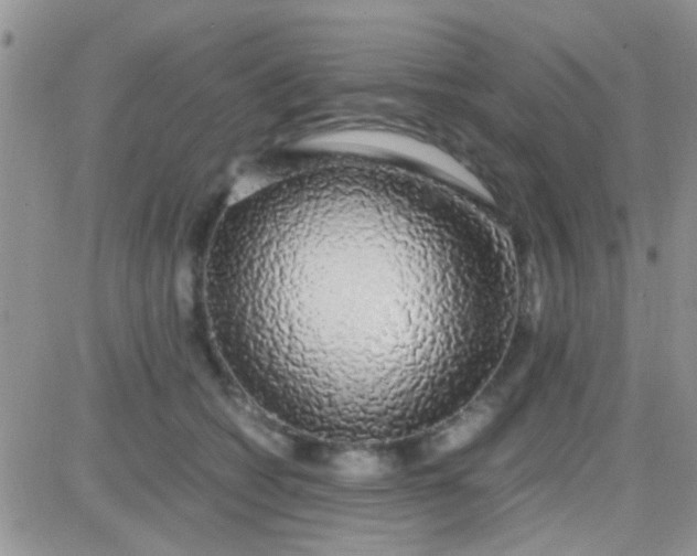 X0000081390562200701252107