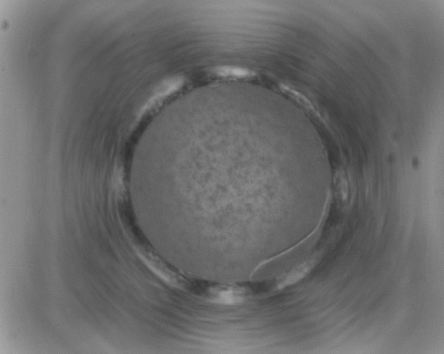 X0000081390564200701252107