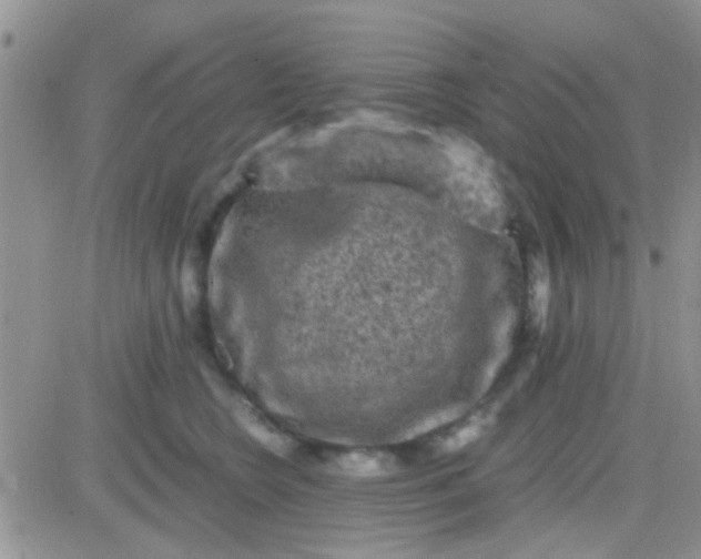 X0000081390566200701252107